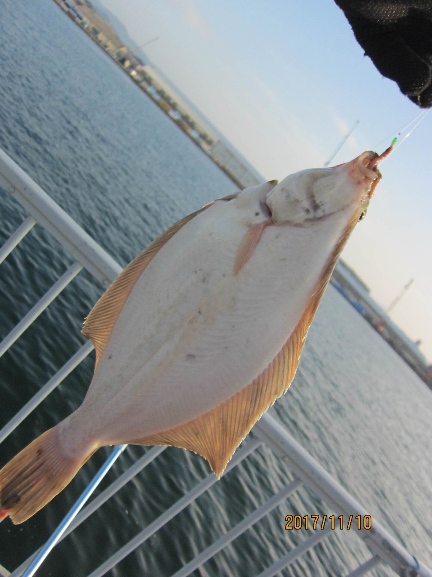 今日は広島市内でカレイ釣り キスとメバルの釣り歩き