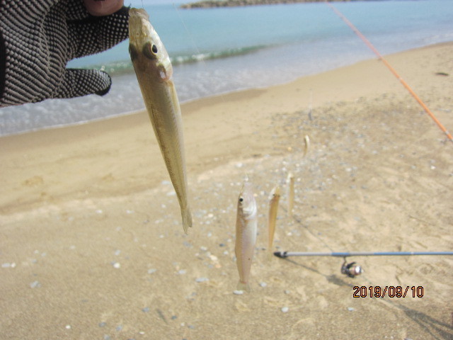 山陰でキス釣り キスとメバルの釣り歩き