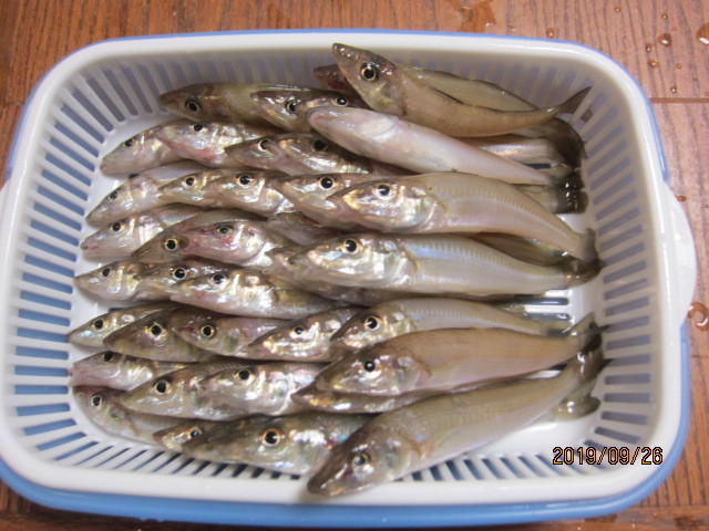 山陰でキス釣り キスとメバルの釣り歩き